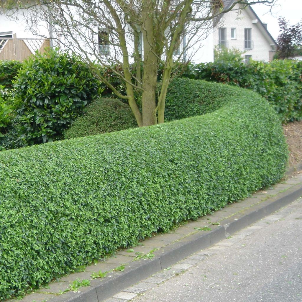 Ligustrum ovalifolium - Aligustre de California