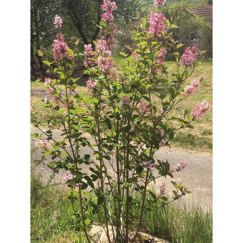 Lila Superba - Syringa microphylla