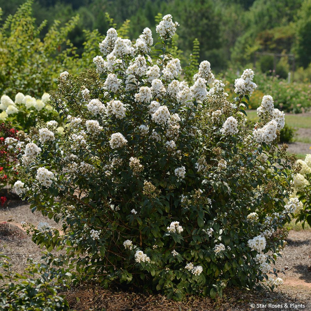 Lagerstroemia Enduring White - Lagerstroemia indica