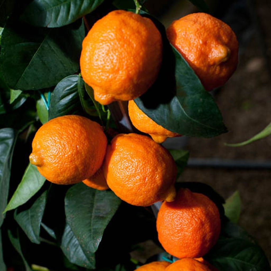 Limero​ Red Lime - Citrus aurantiifolia