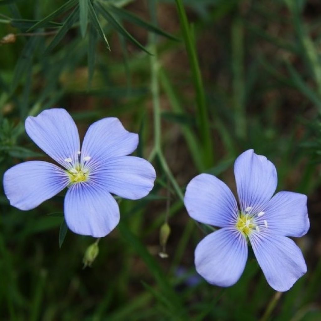 Linum perenne - Lino azul