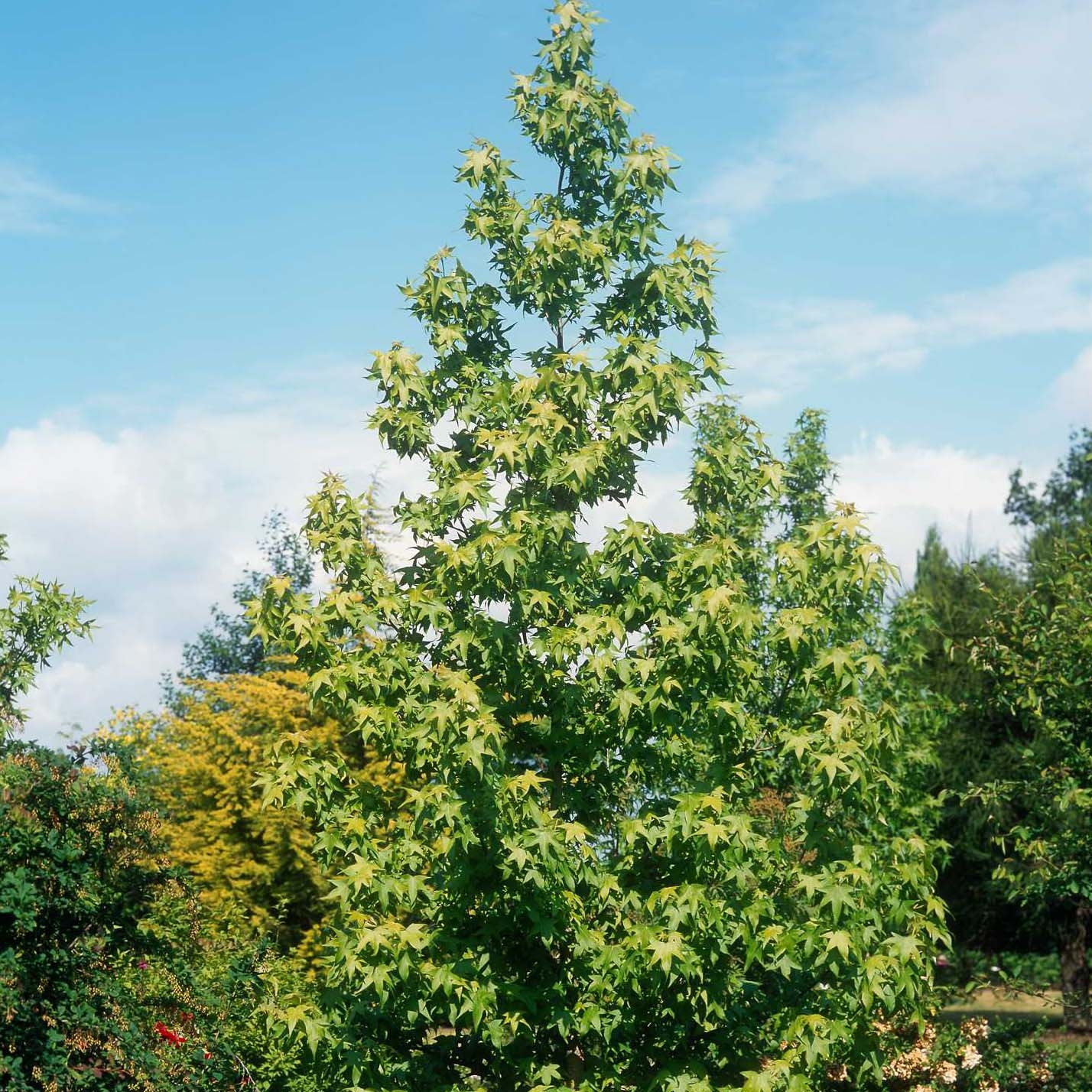 Liquidambar styraciflua Thea