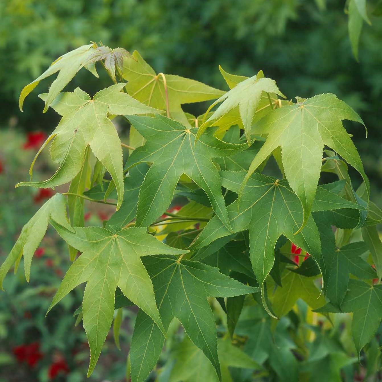 Liquidambar styraciflua Thea