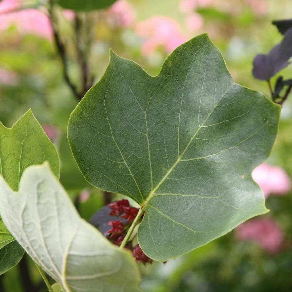 Arbol de las tulipas Fastigiata - Liriodendron tulipifera