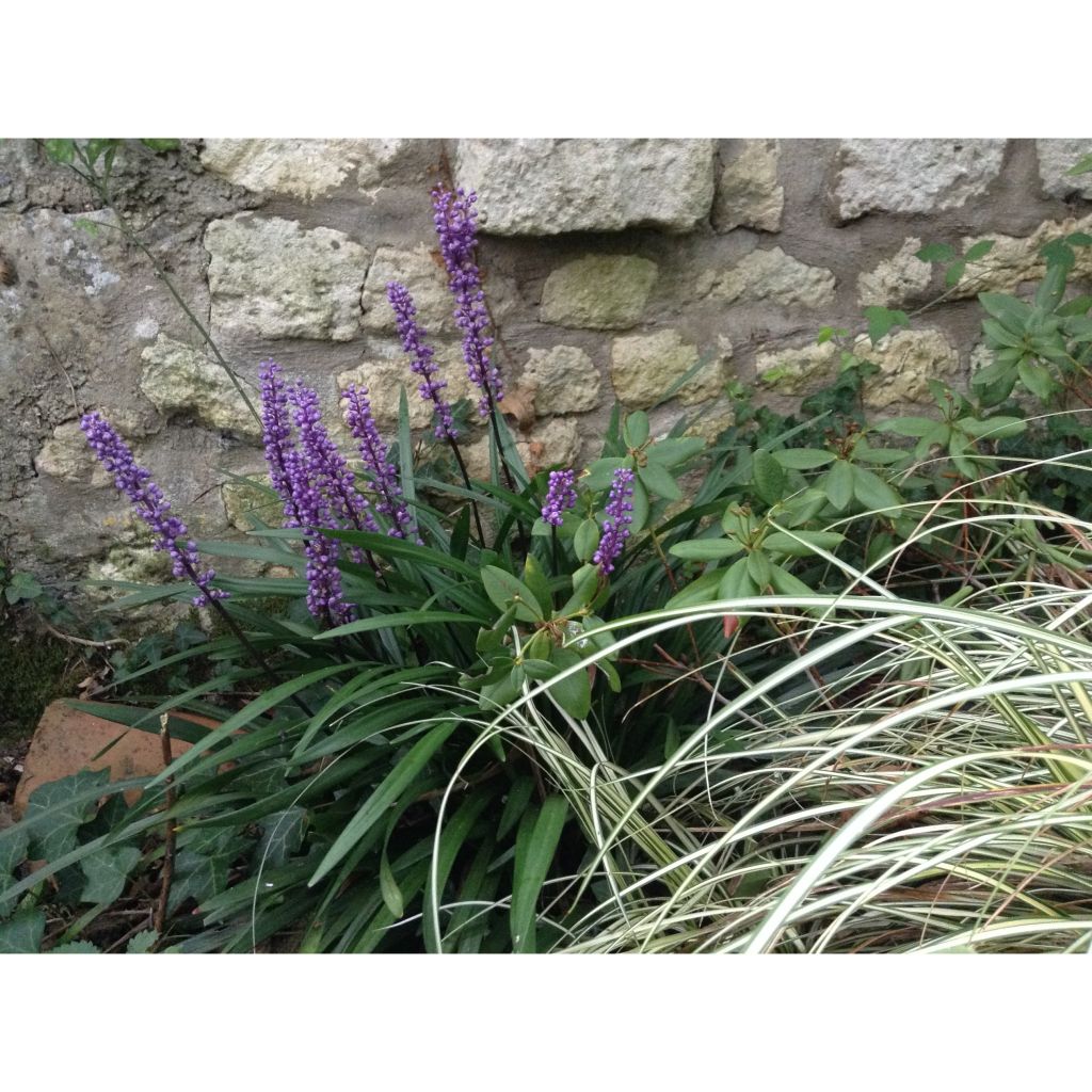 Liriope muscari - Serpentina