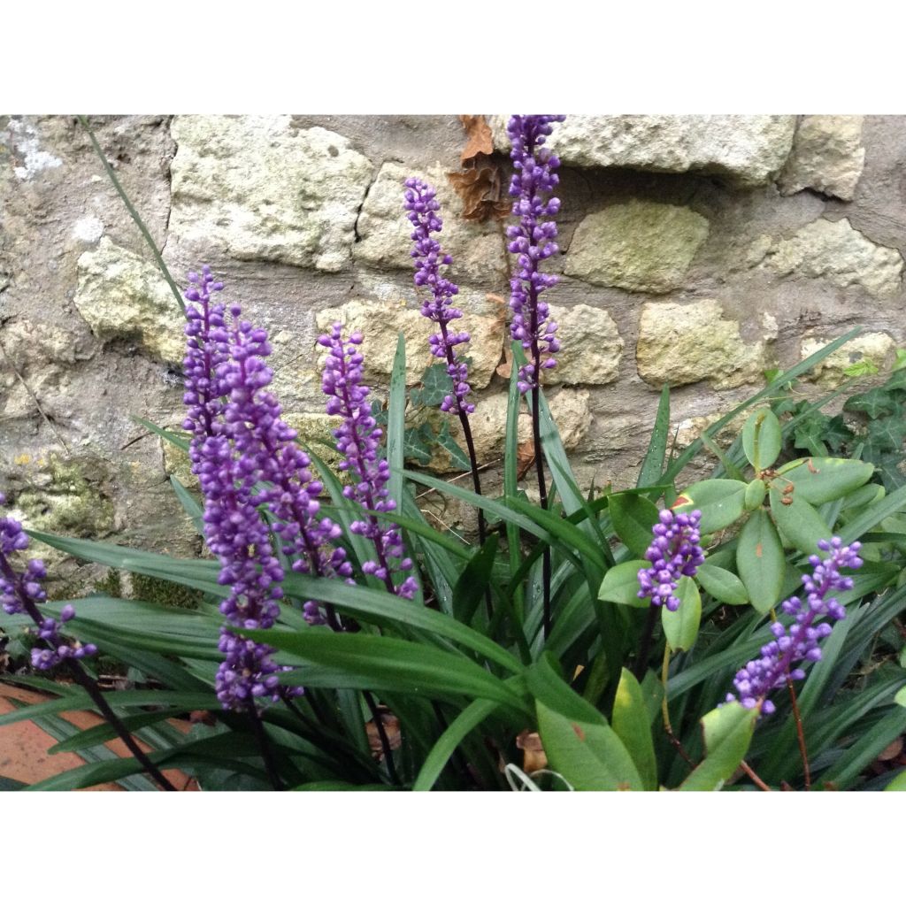 Liriope muscari - Serpentina