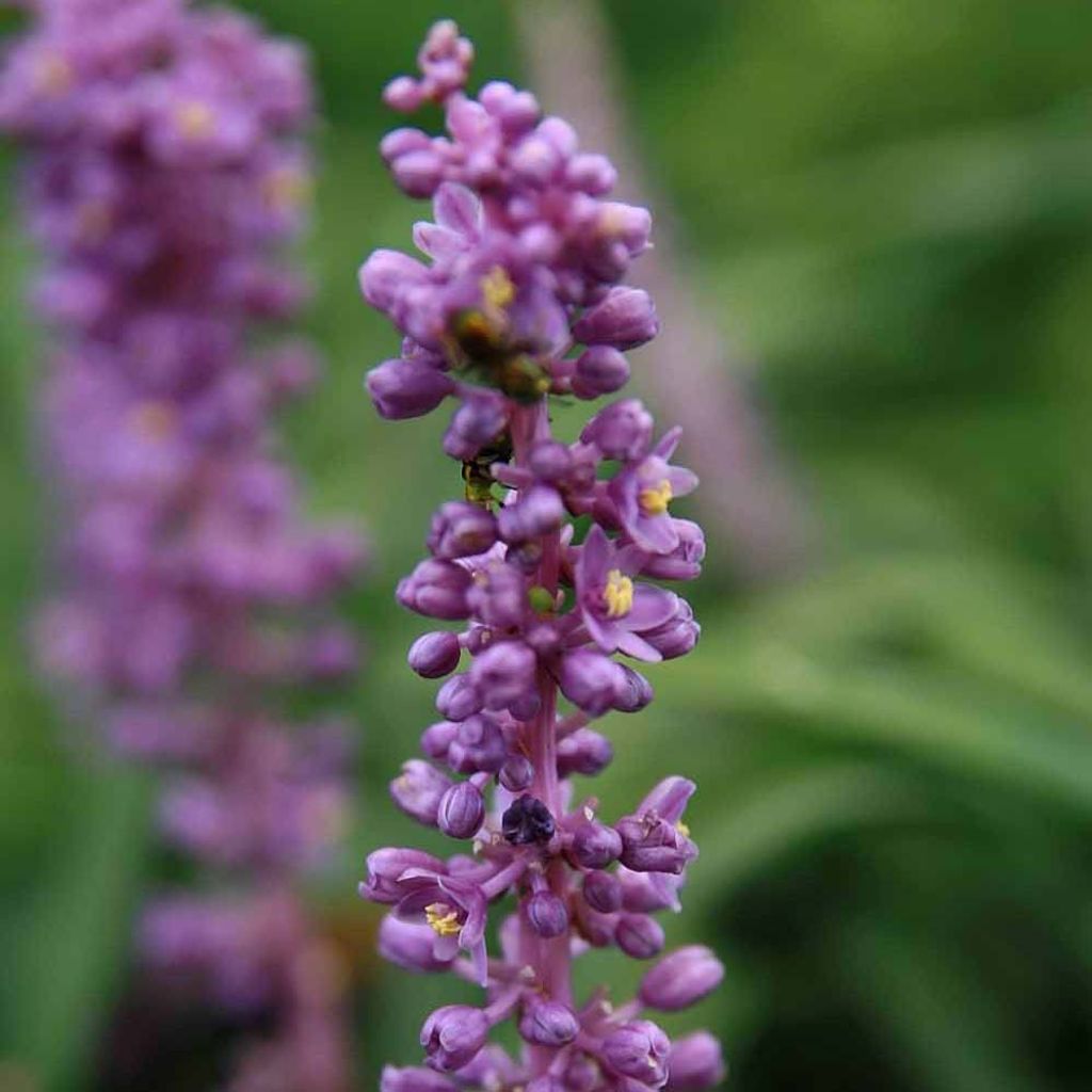 Liriope muscari Royal Purple