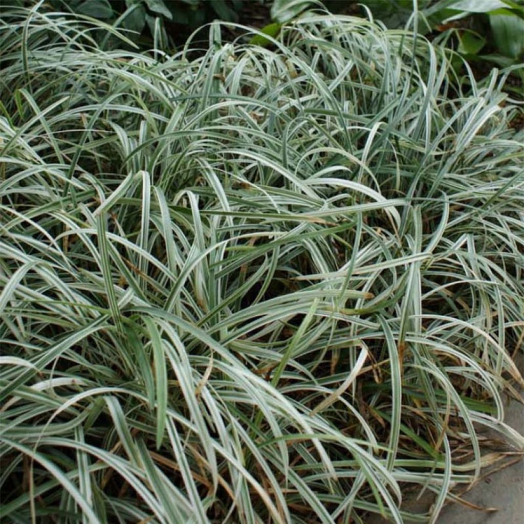 Liriope spicata Silver Dragon - Espigosa