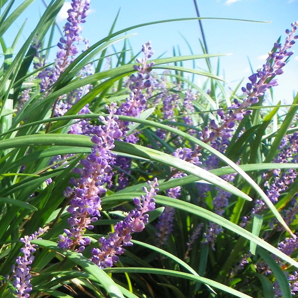 Liriope muscari Super Blue