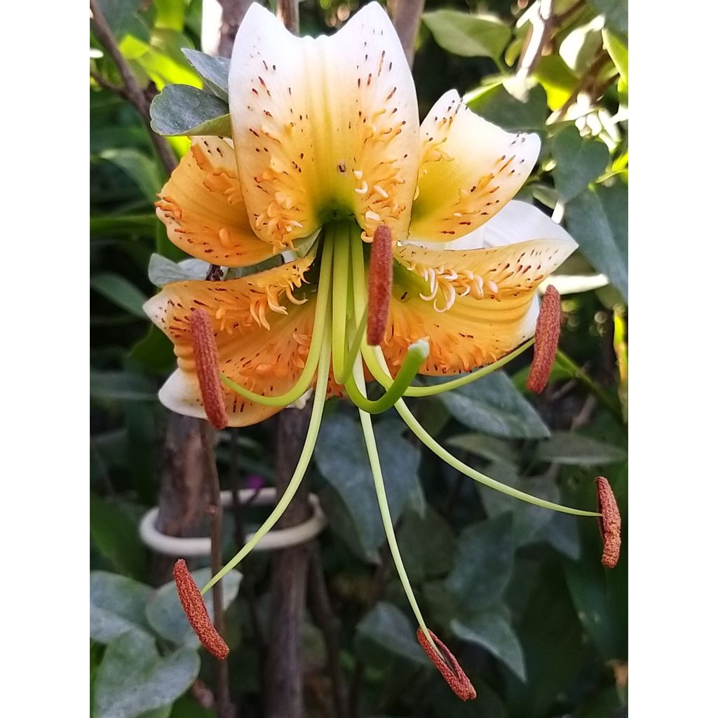 Lilium henryi - Azucena