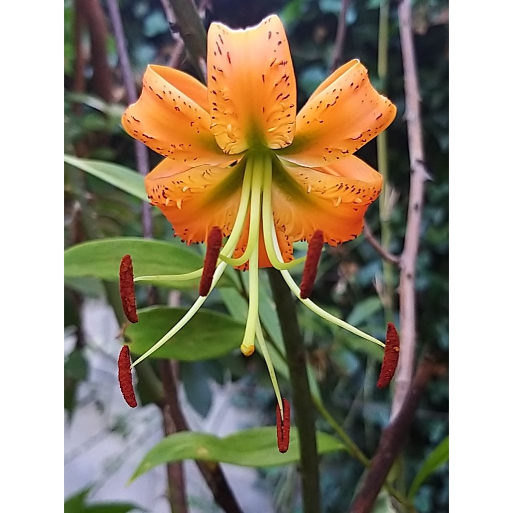 Lilium henryi - Azucena