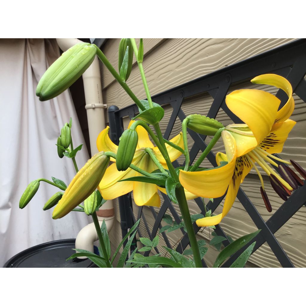 Lilium leichtlinii - Azucena