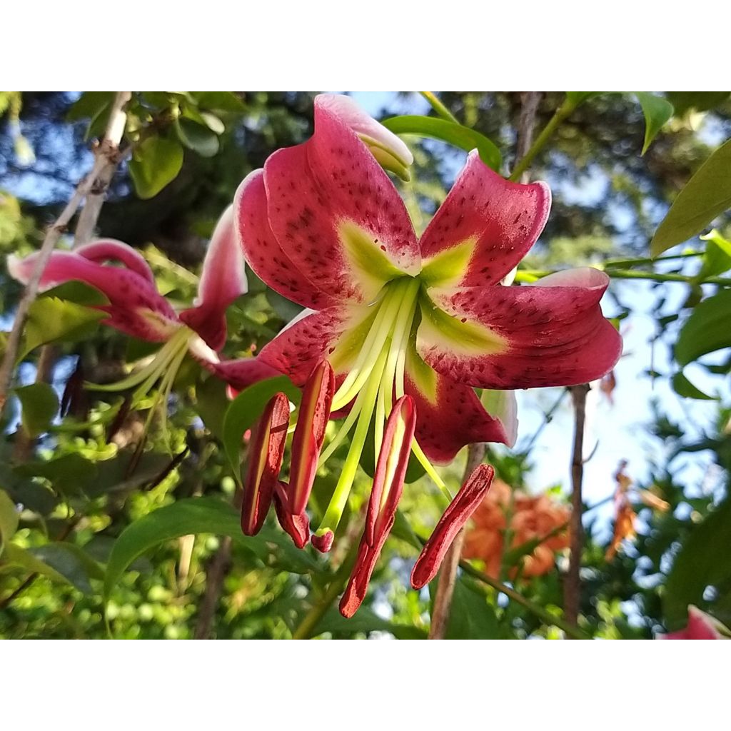 Lilium speciosum rubrum Uchida - Azucena