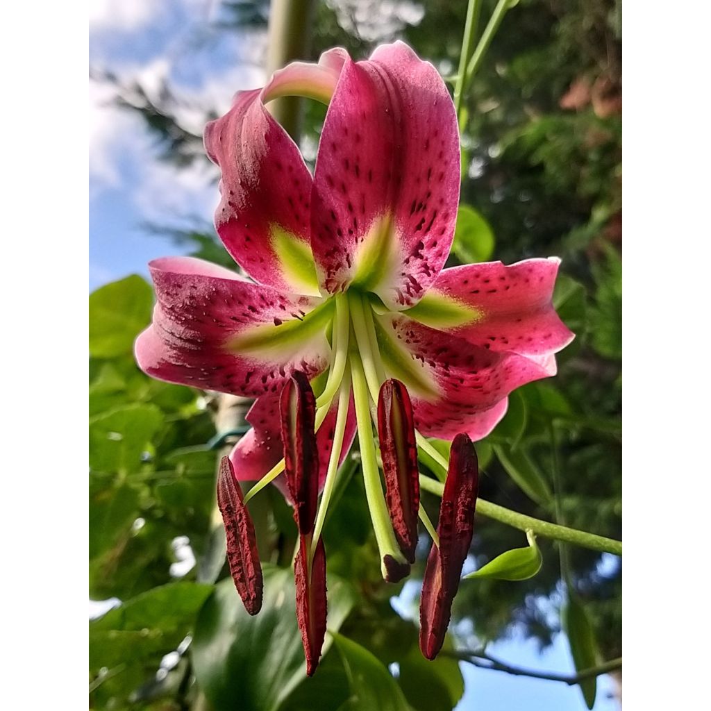 Lilium speciosum rubrum Uchida - Azucena