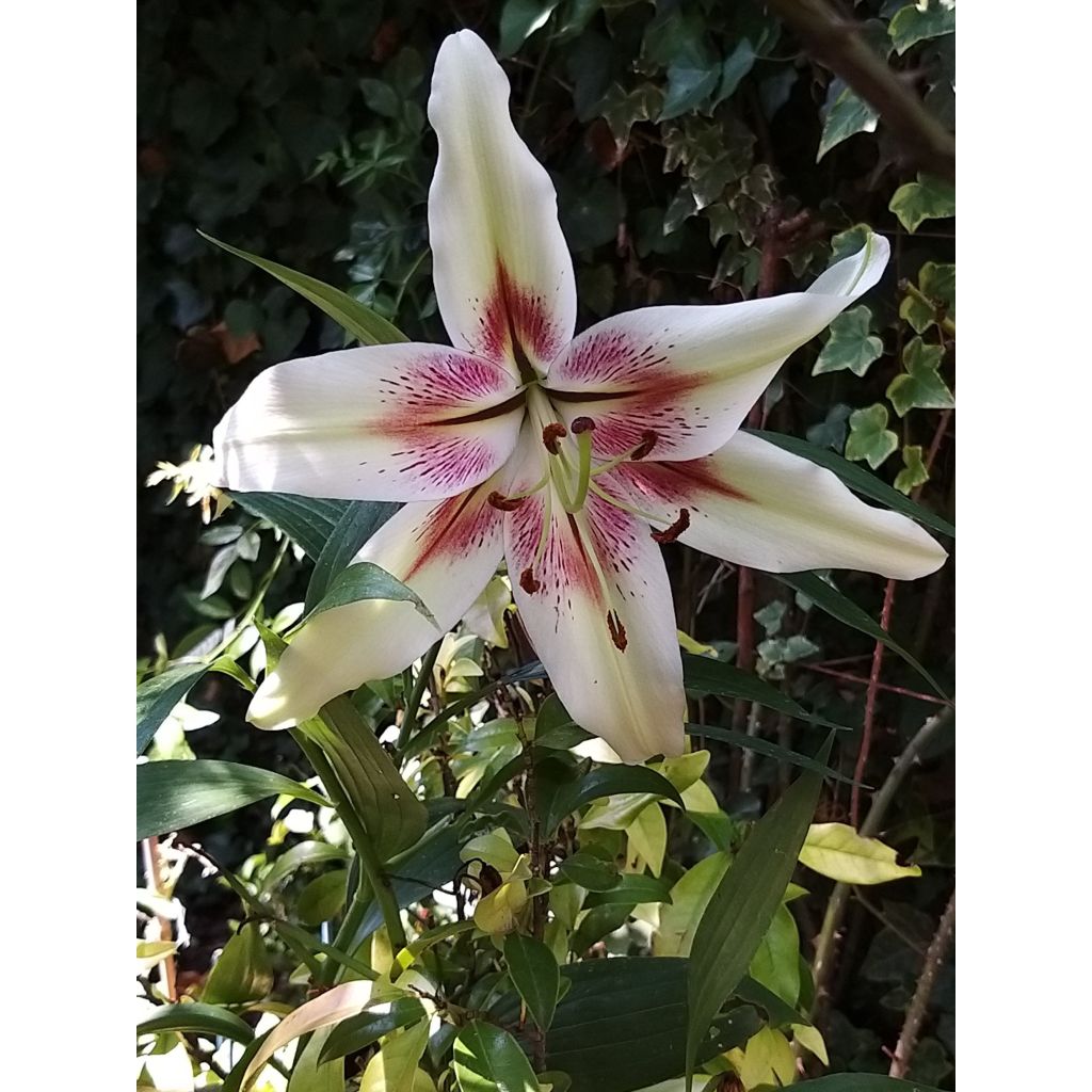 Lilium nepalense - Azucena