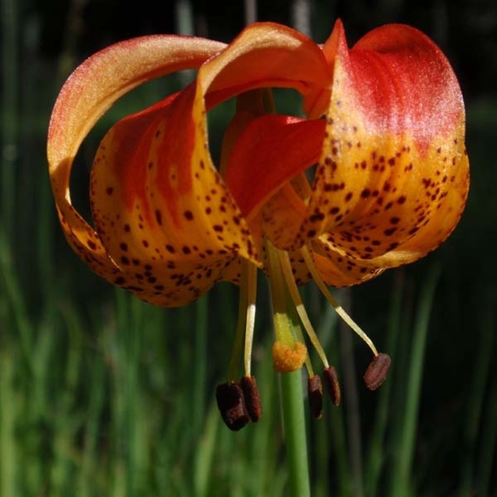 Lilium pardalinum - Azucena