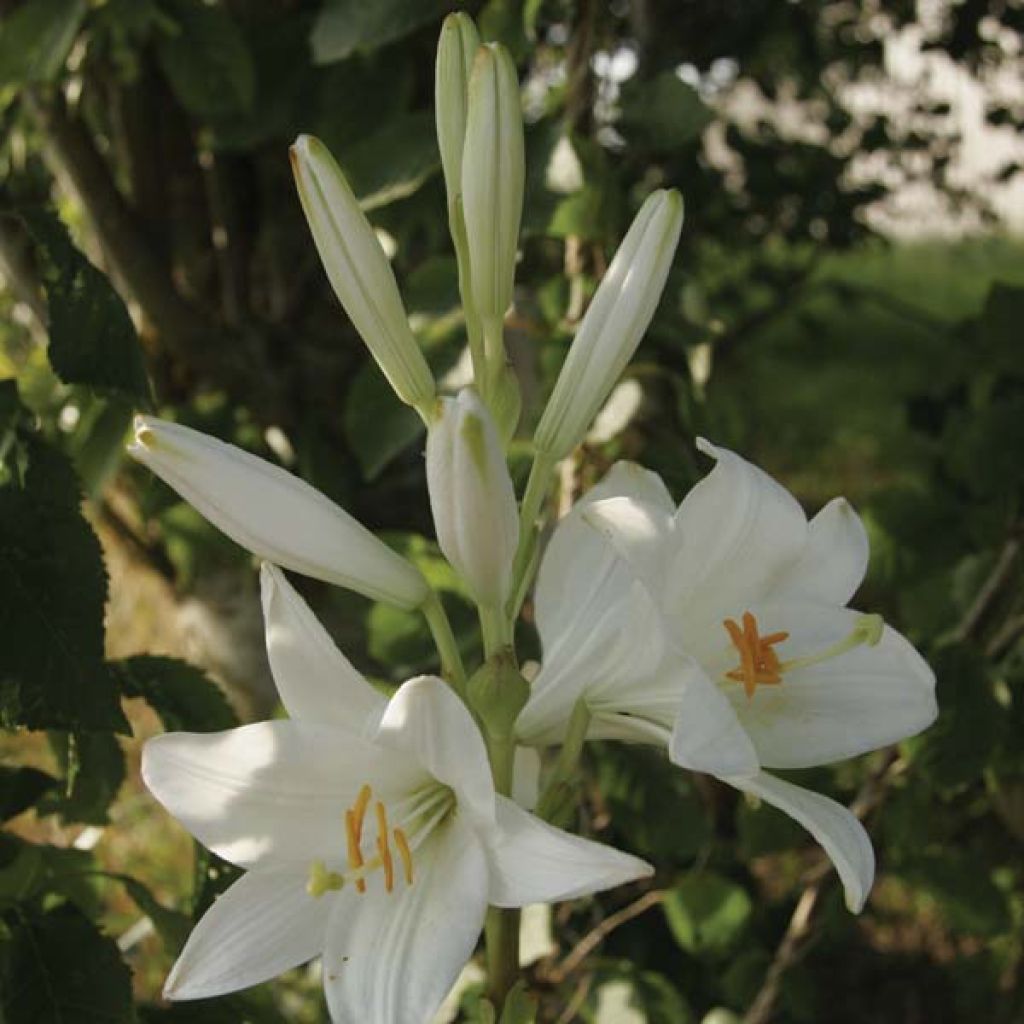 Lis Candidum ou Lis de la Vierge