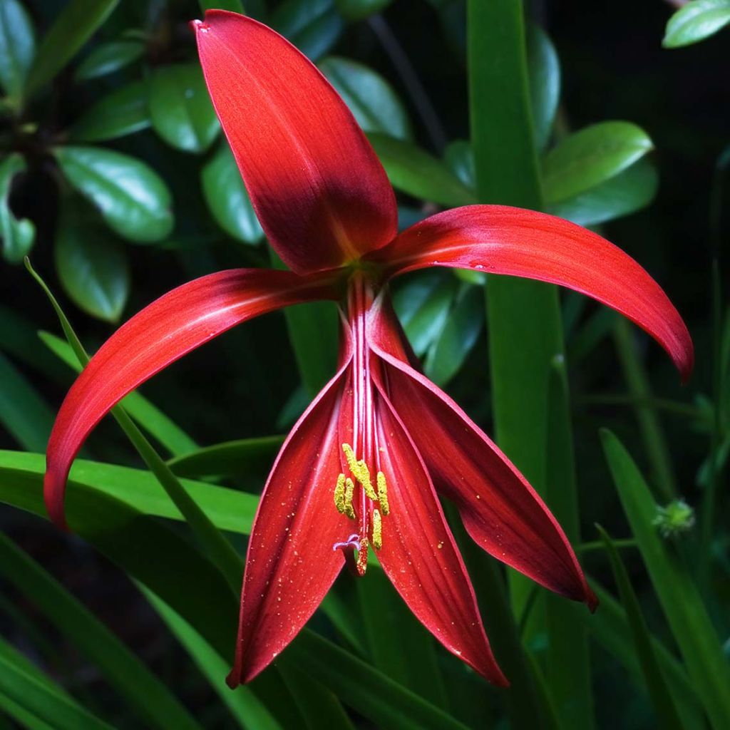 Sprekelia formosissima - Lis de St Jacques