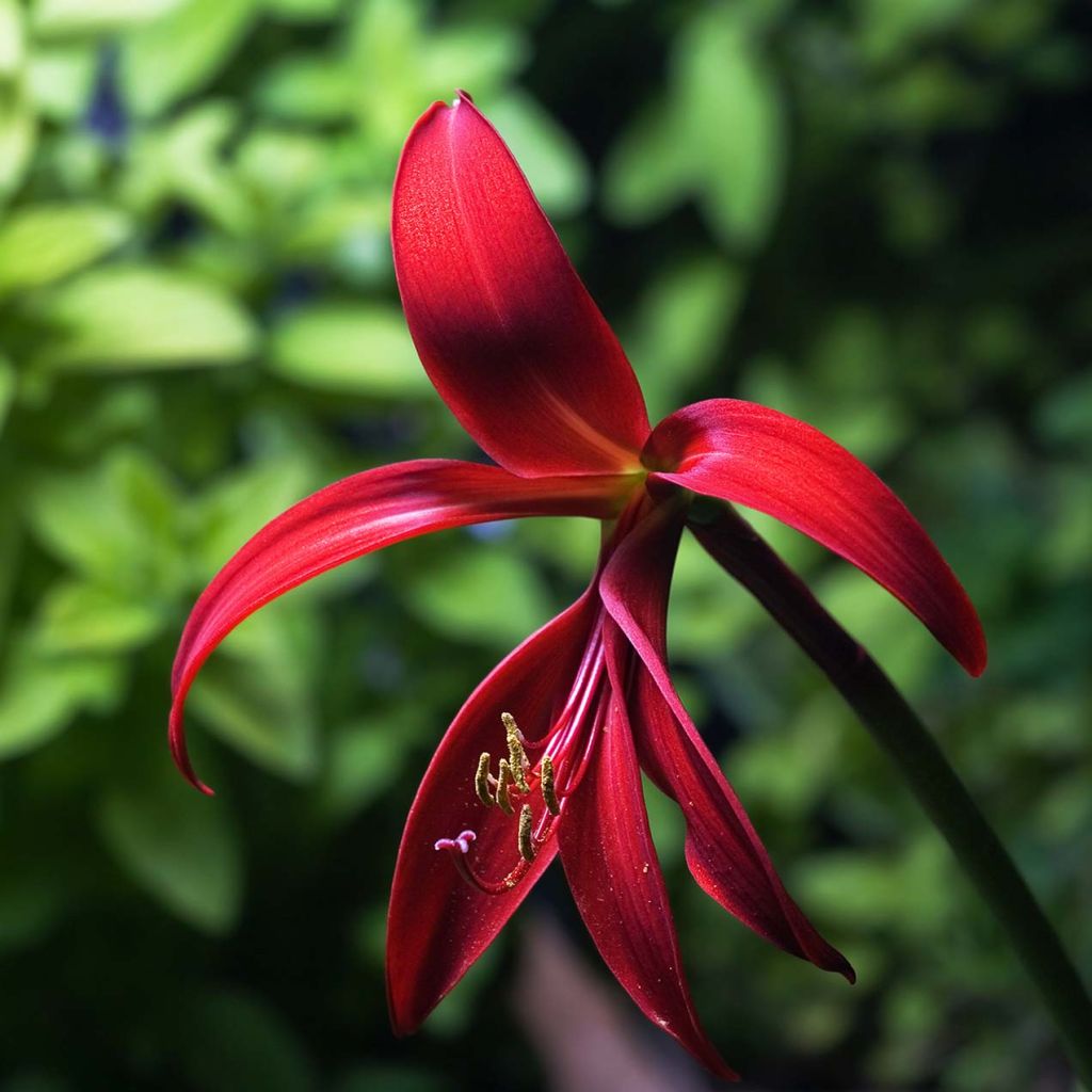 Sprekelia formosissima - Lis de St Jacques