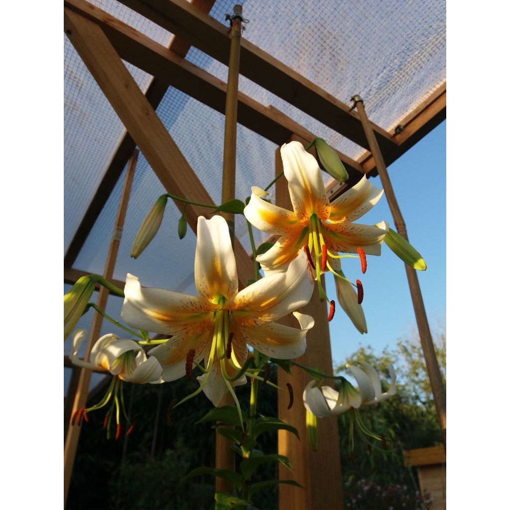 Lilium henryi Lady Alice - Azucena