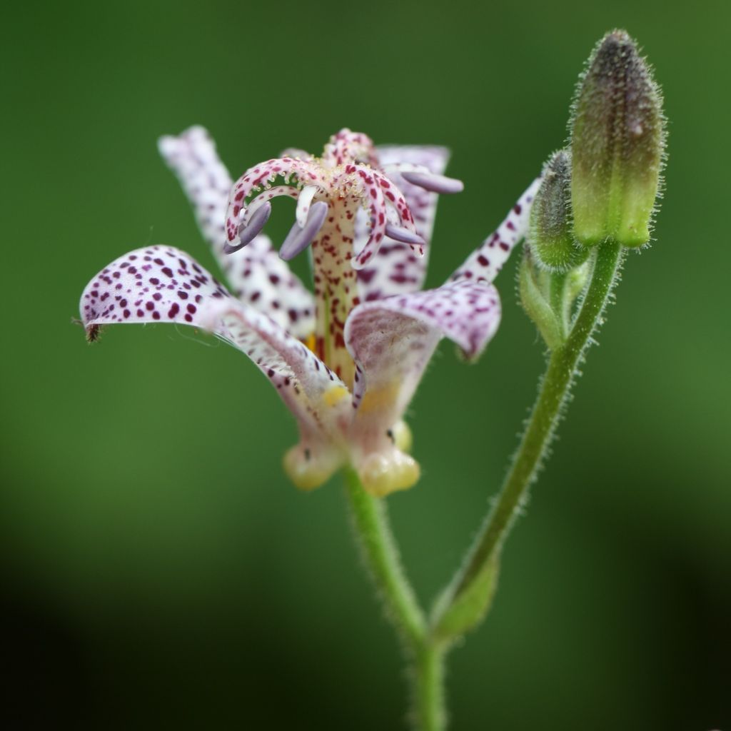 Tricyrtis hirta Tricyrtis hirta - Lirio sapo