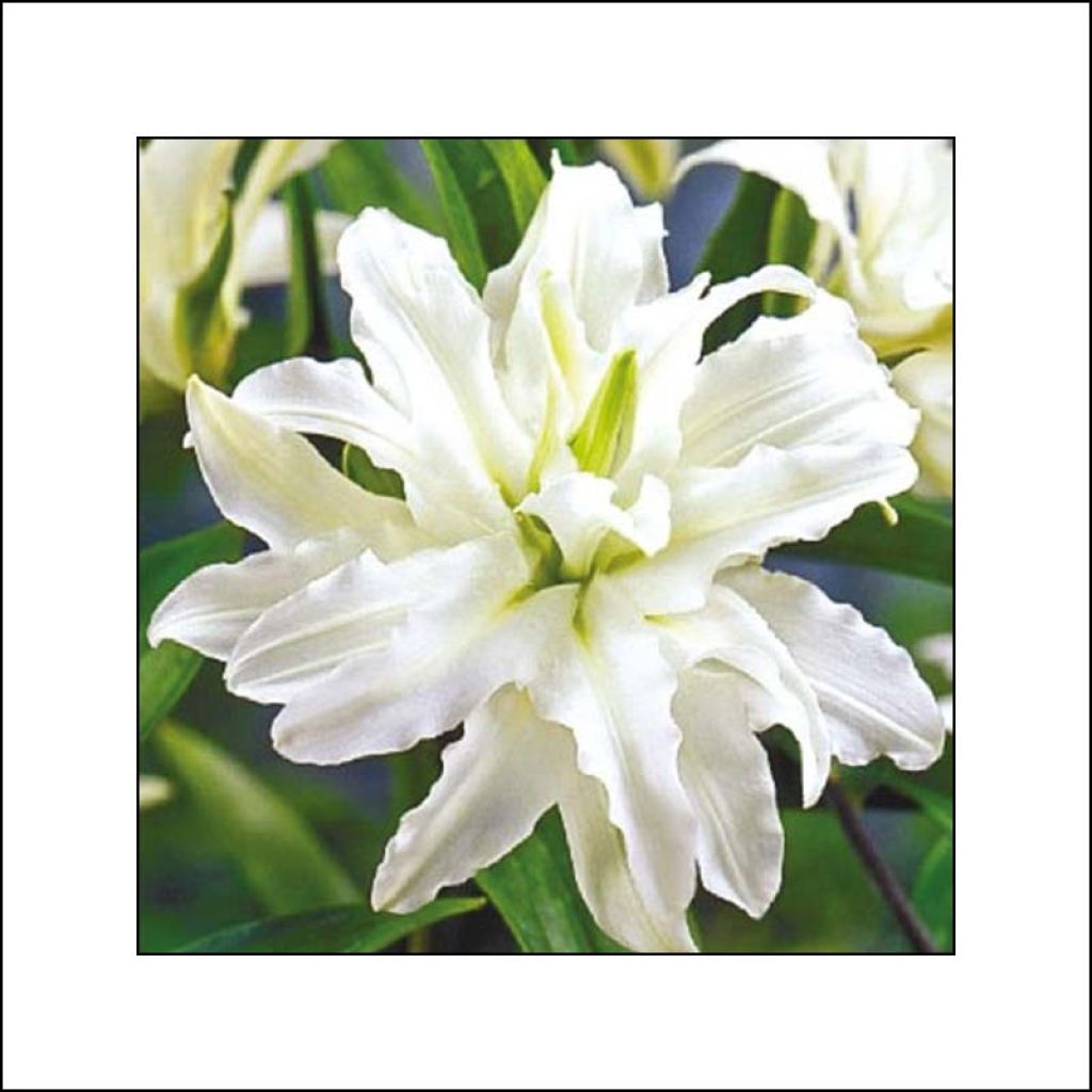 Lirio oriental Polar Star