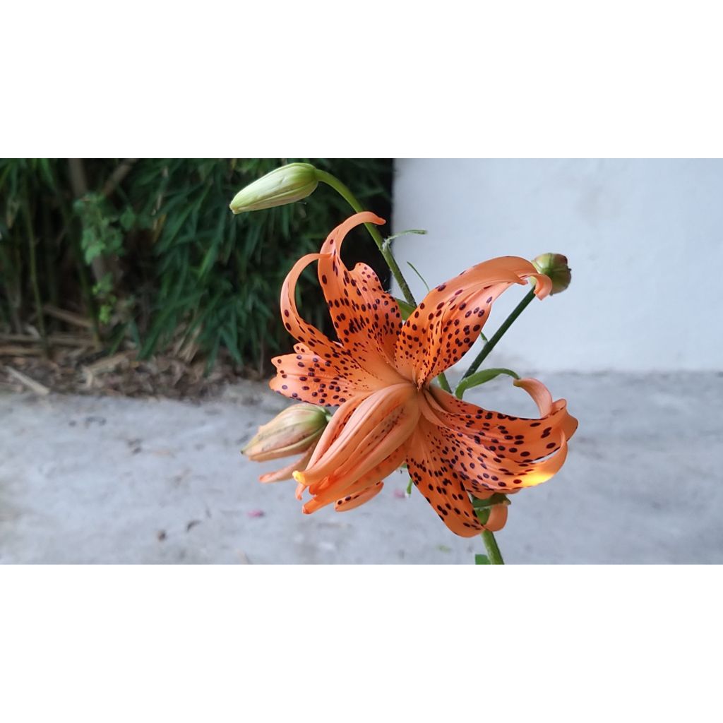 Lilium lancifolium Flore Pleno - Lirio de tigre