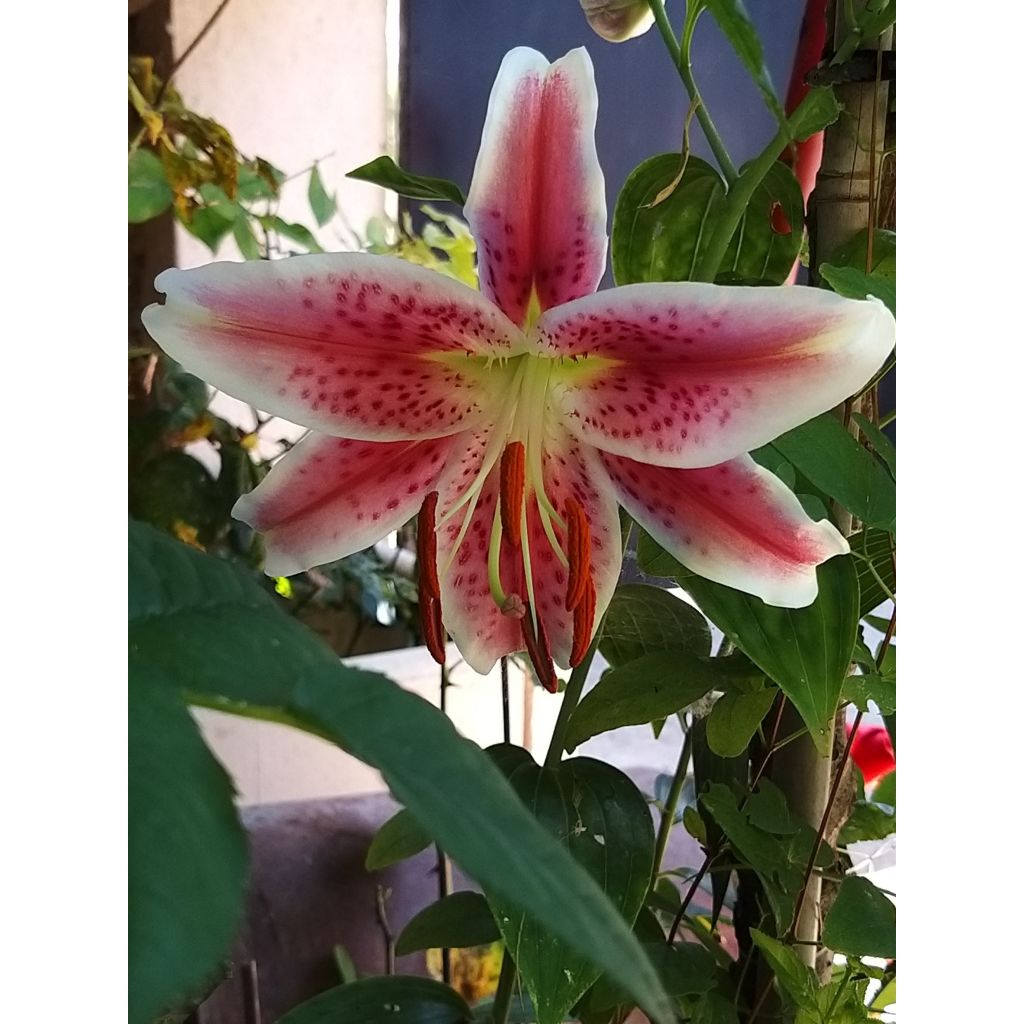 Lirio Stargazer