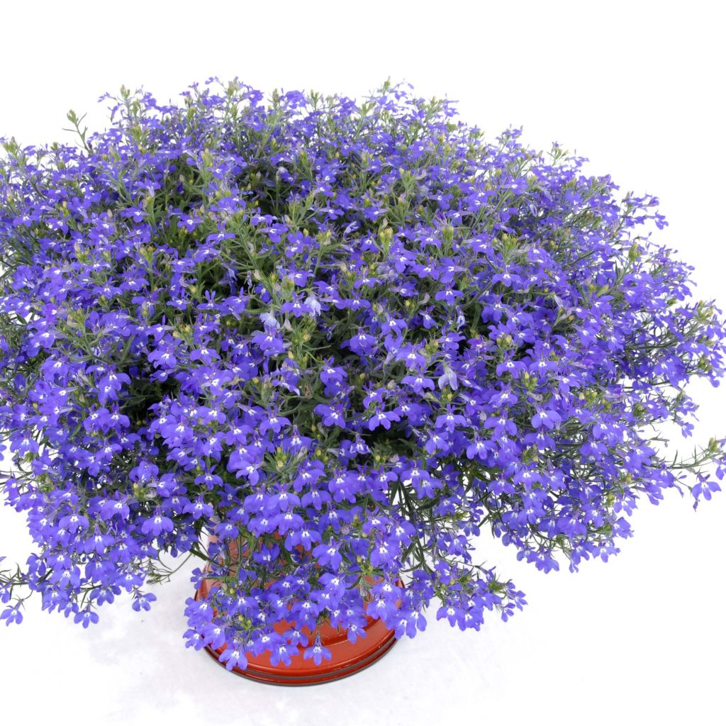 Lobelia erinus Anabel Blue