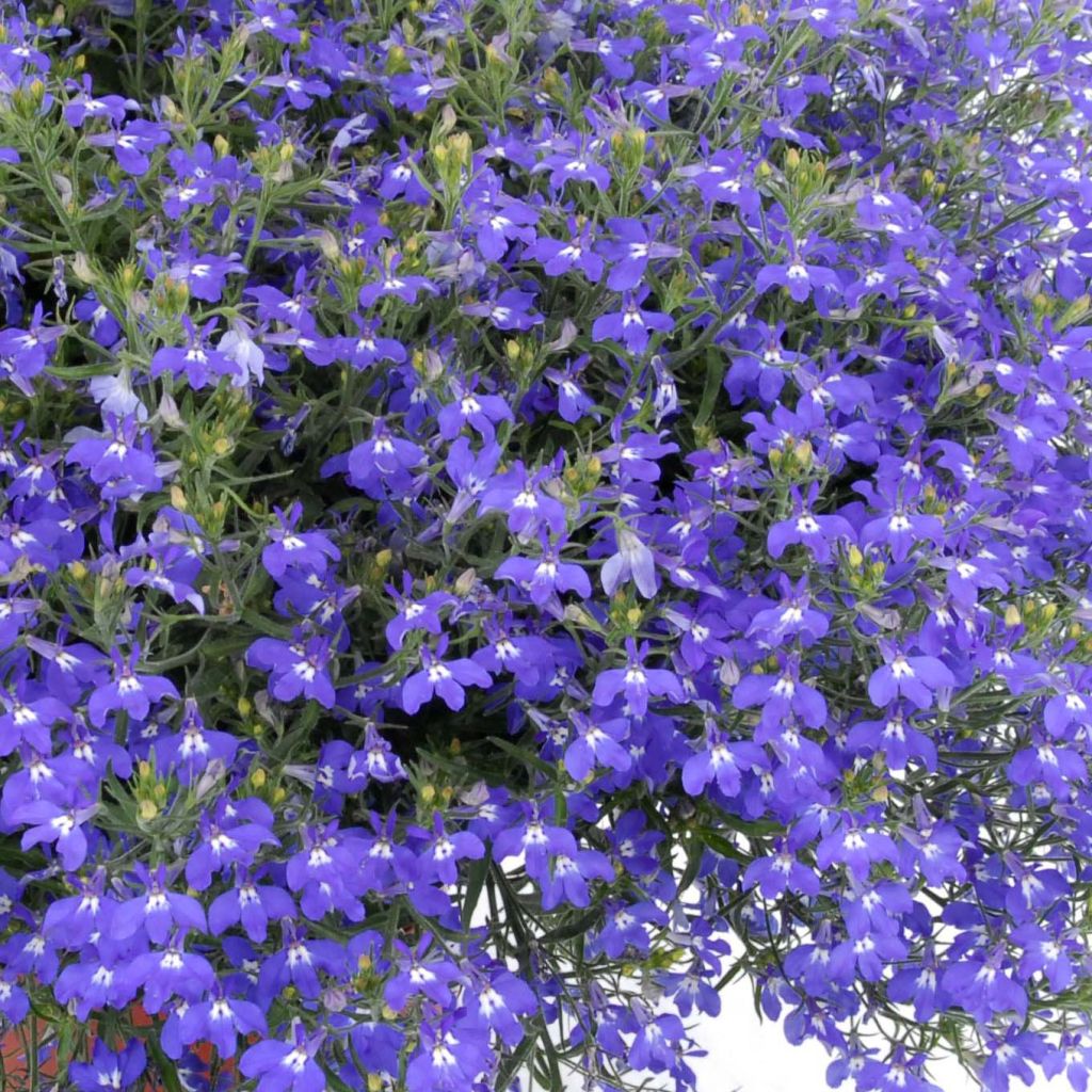 Lobelia erinus Anabel Blue