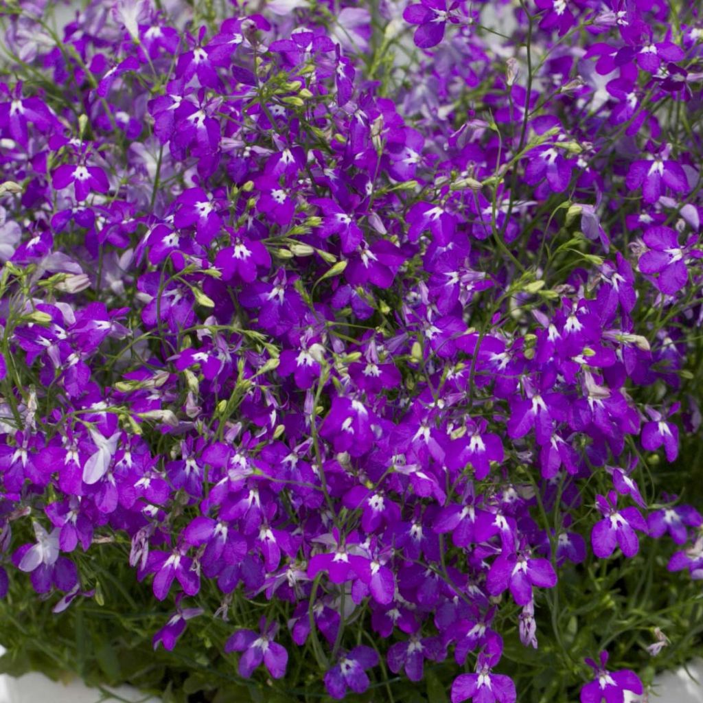 Lobelia erinus Purple Star