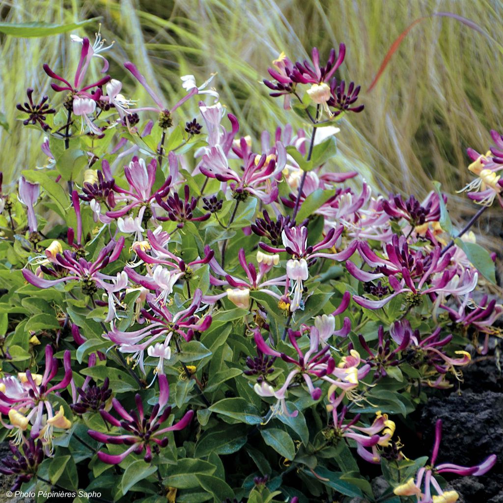 Madreselva de los bosques - Lonicera periclymenum Chic et Choc