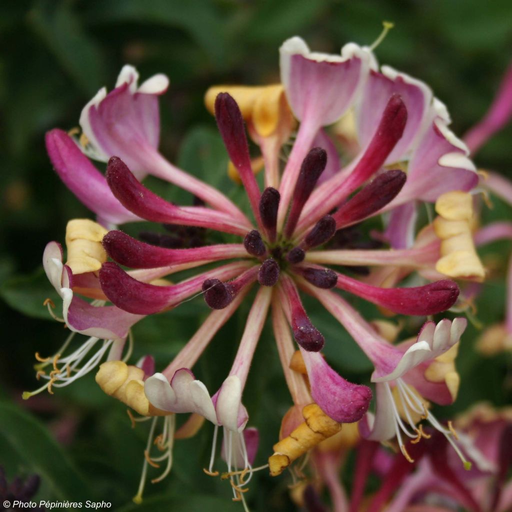 Madreselva de los bosques - Lonicera periclymenum Chic et Choc