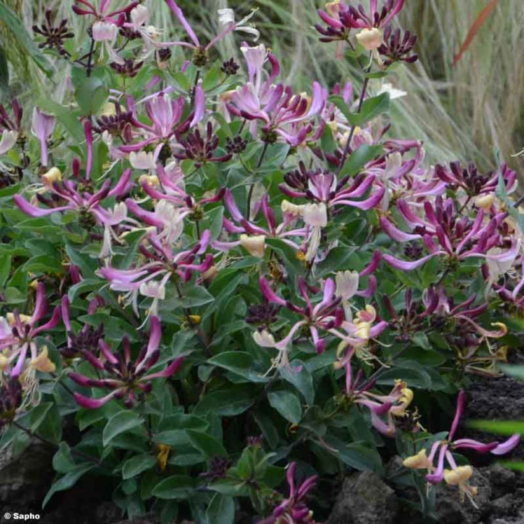 Madreselva de los bosques - Lonicera periclymenum Chic et Choc