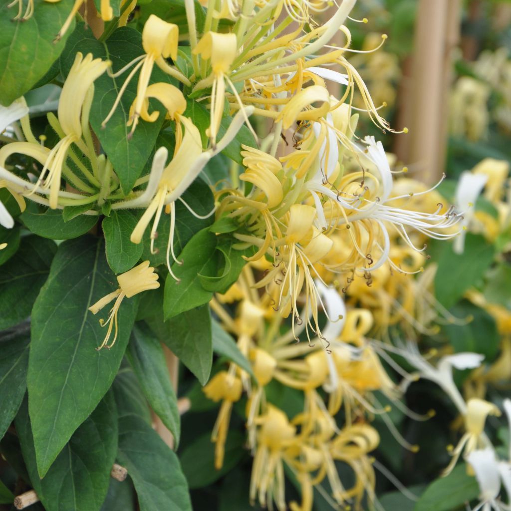 Lonicera similis var. delavayi - Madreselva