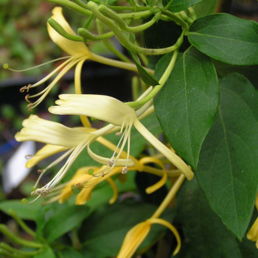 Lonicera similis var. delavayi - Madreselva