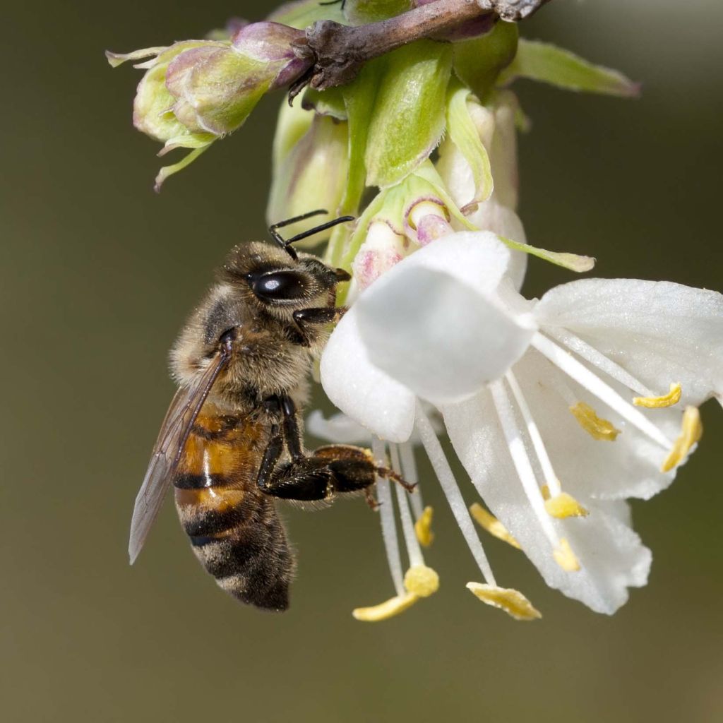 Lonicera fragrantissima - Madreselva de invierno