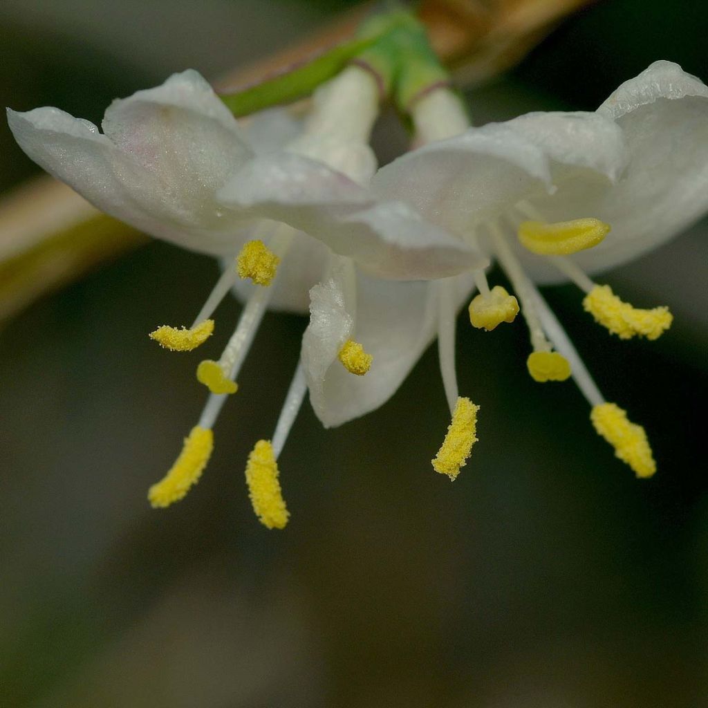 Lonicera fragrantissima - Madreselva de invierno