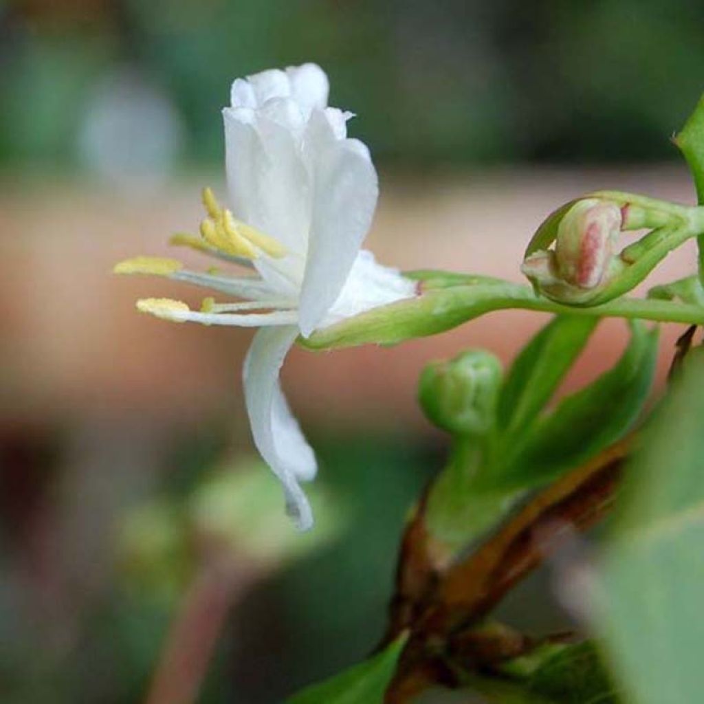 Lonicera fragrantissima - Madreselva de invierno