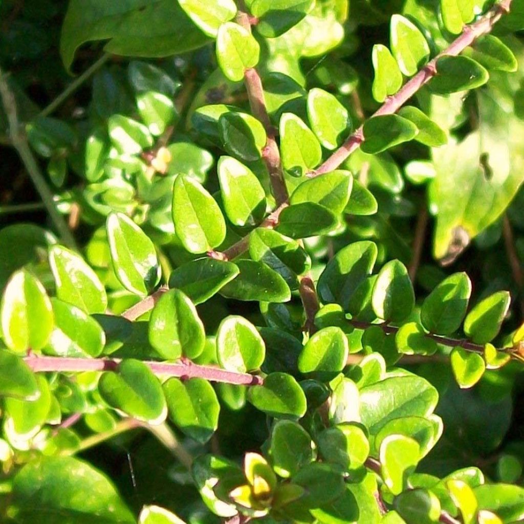 Madreselva de hoja - Lonicera nitida