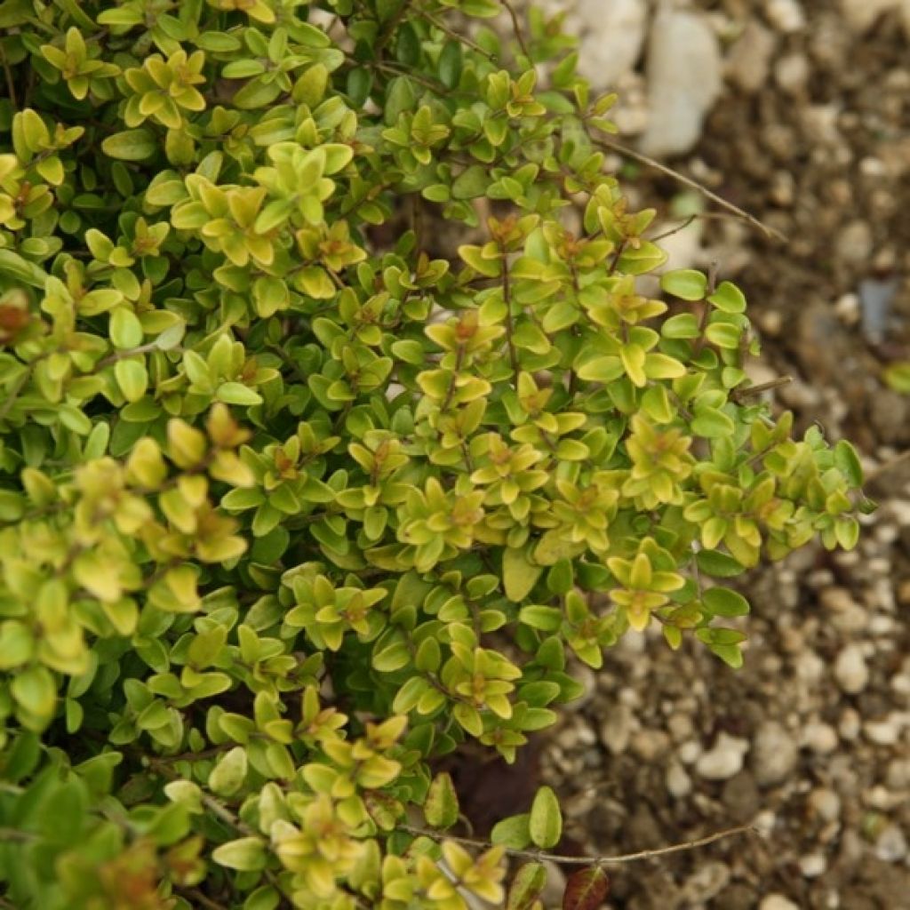 Madreselva de hoja - Lonicera nitida Dart's World