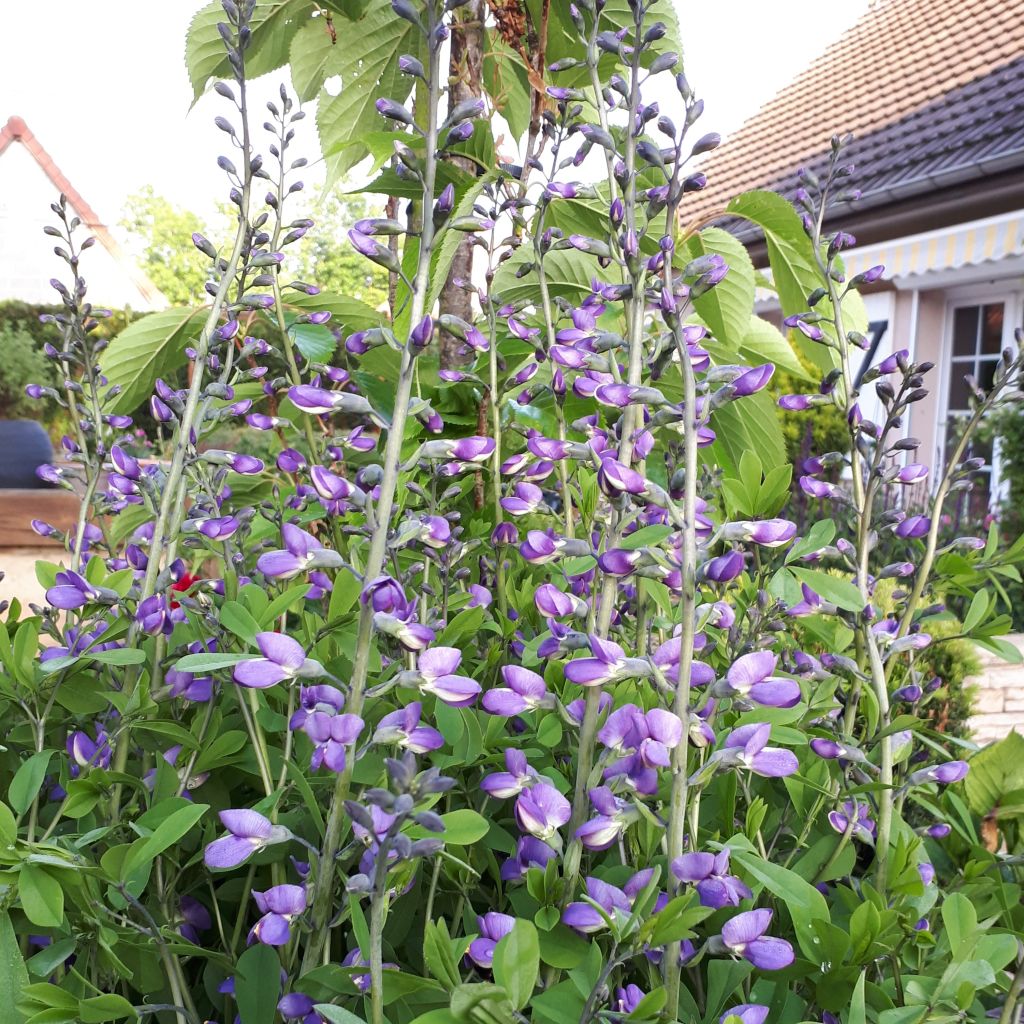 Baptisia Purple Smoke