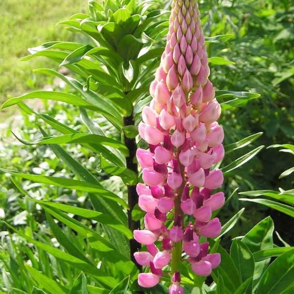 Lupin La Chatelaine