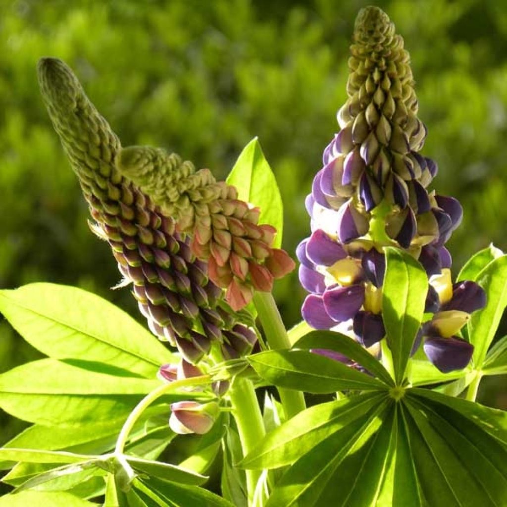 Lupin West Country Manhattan Lights