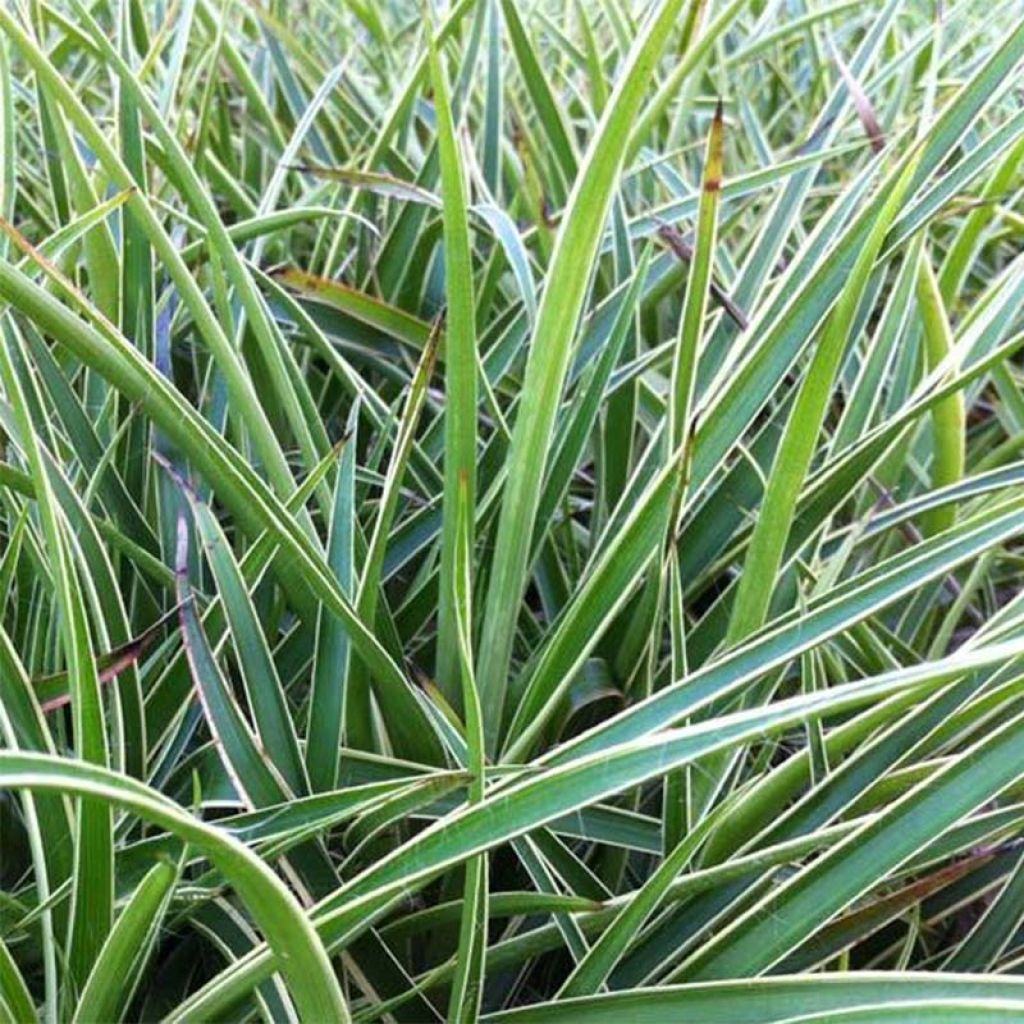 Luzula sylvatica Marginata - Lúzula del bosque