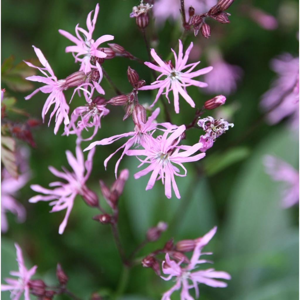 Lychnis flos-cuculi - Flor de cuclillo