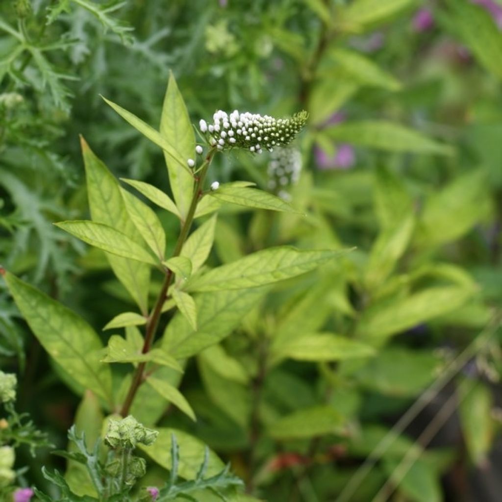 Lysimachia clethroides