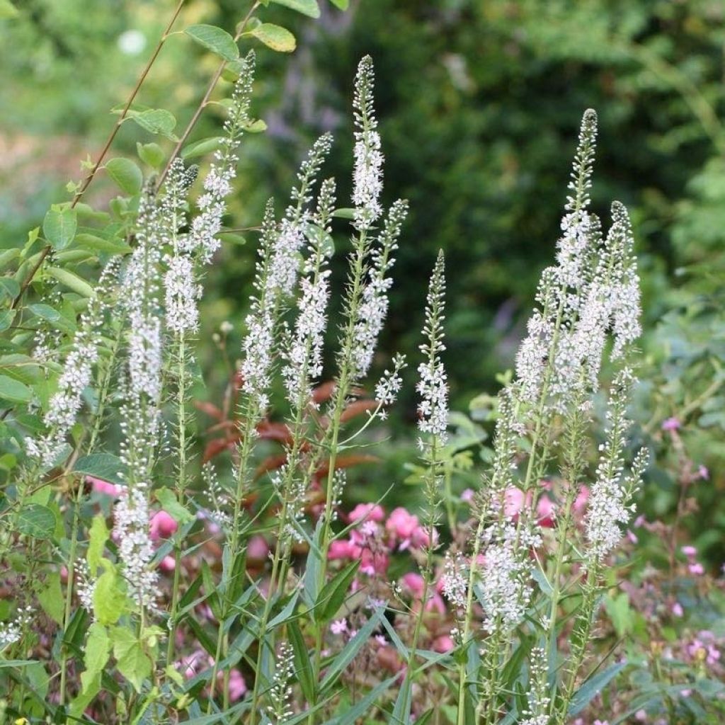 Lysimachia ephemerum