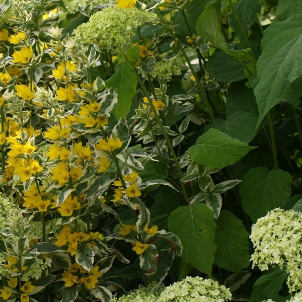 Lysimachia punctata Alexander - Salicaria punteada