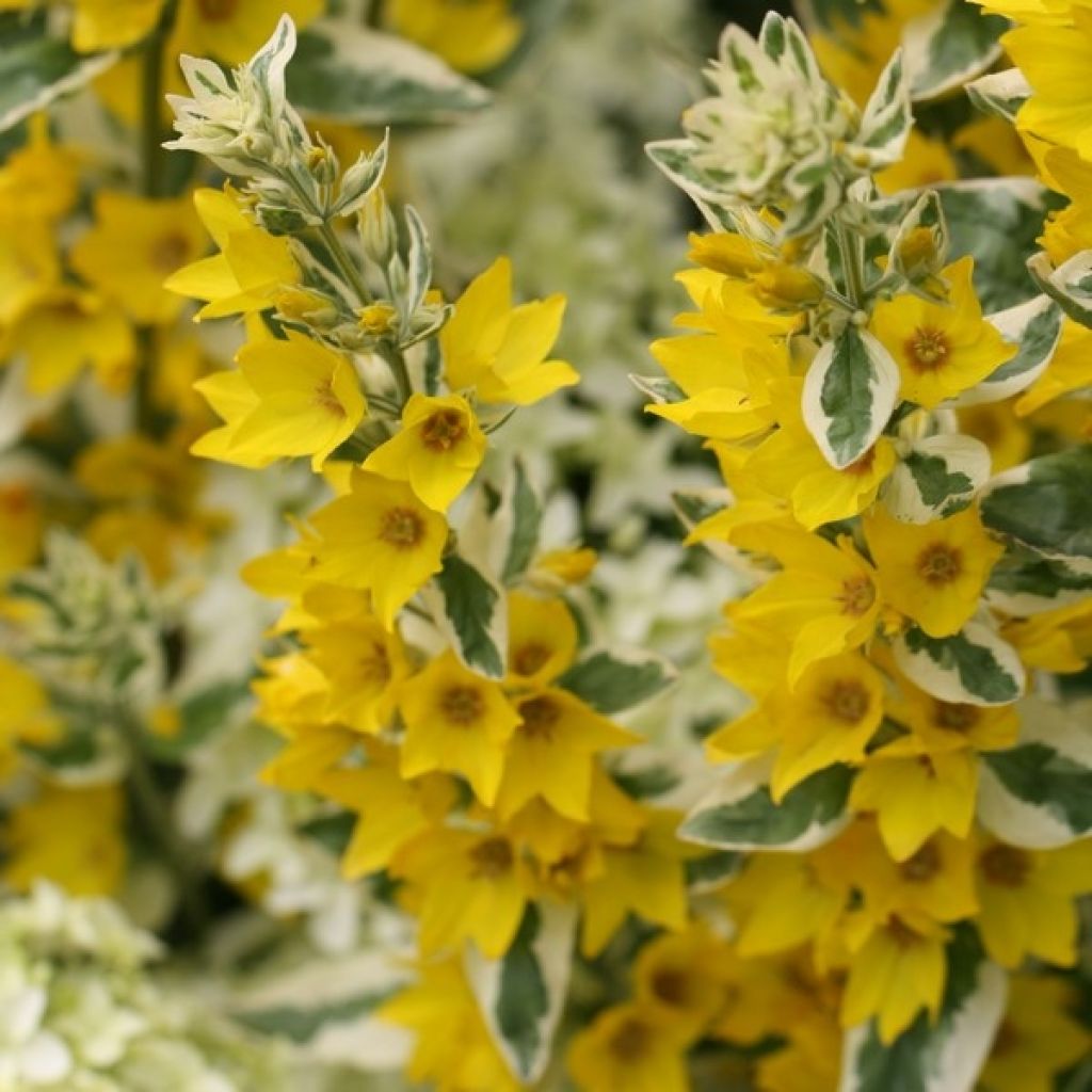 Lysimachia punctata Alexander - Salicaria punteada